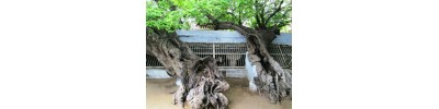 ஆழ்வார்திருநகரி
